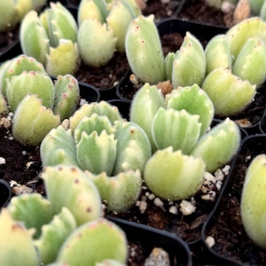May include: Close-up of multiple Bear's Paw succulent plants in small black pots. The plants have green, fuzzy leaves with reddish-brown tips. The leaves are arranged in a rosette shape, and the plants are surrounded by soil.