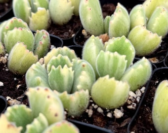 May include: Close-up of multiple Bear's Paw succulent plants in small black pots. The plants have green, fuzzy leaves with reddish-brown tips. The leaves are arranged in a rosette shape, and the plants are surrounded by soil.
