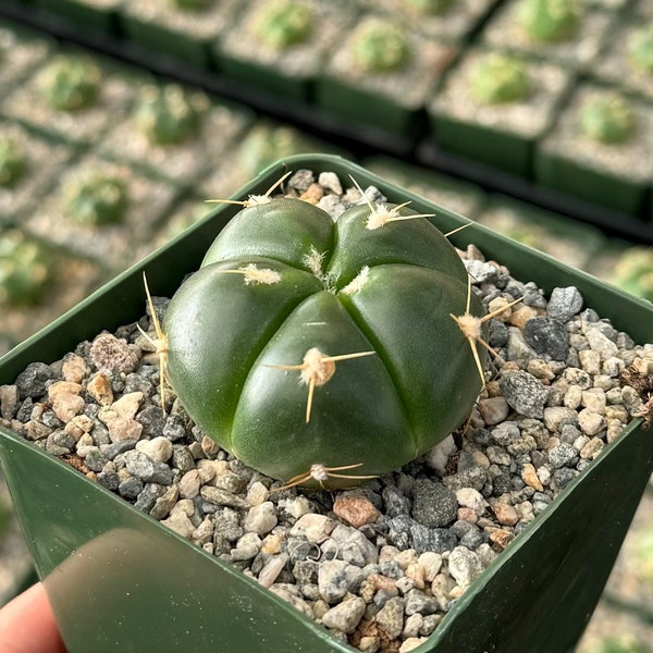 Green Tomato Cactus | Gymnocalycium Horstii | Cute Plant in 3" pot