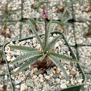 May include: A small succulent plant with green and white spotted leaves growing in a square pot filled with small grey rocks. The plant has a single pink flower stalk.