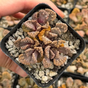 May include: A Titanopsis calcarea succulent plant in a square black plastic pot. The plant features multiple fleshy, fan-shaped leaves with a textured, warty surface in shades of dusty pink, muted purple, and golden yellow, set in white gravel.