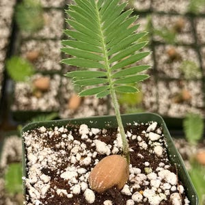 Dioon Edule | Rare Plant in 4" pot