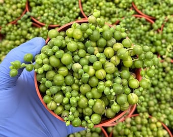 String of Pearls 4" | Trailing Succulent | String Plant | Senecio Rowleyanus