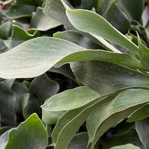 May include: Close-up of a staghorn fern with green, textured leaves. The leaves are arranged in a layered pattern, creating a lush and tropical look.