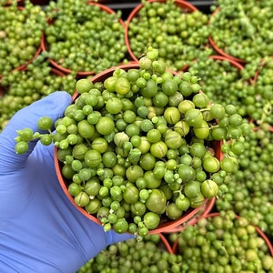 String of Pearls 4" | Trailing Succulent | String Plant | Senecio Rowleyanus