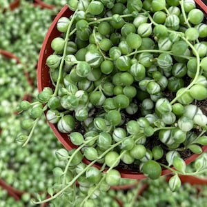 Variegated String of Pearls 4&quot; pot | Variegated Succulent | Trailing Plant