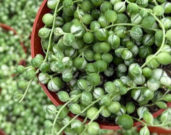 Variegated String of Pearls 4" pot | Variegated Succulent | Trailing Plant