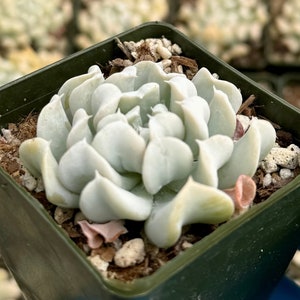 Topsy Turvy |  Echeveria Runyonii | Blue Plant in 2&quot; pot