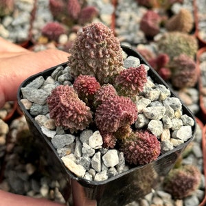 May include: A small potted succulent plant with pink and green leaves. The plant is in a black plastic pot with small gray rocks.