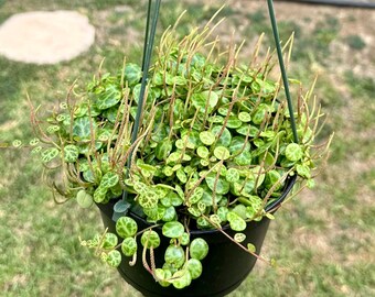 String of Turtle 6&quot; | Peperomia Prostrata | Rare Houseplant | Trailing Succulent