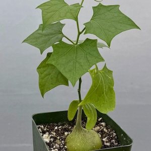 May include: A green potted plant with a large, round, green bulb at the base. The plant has several green leaves with pointed tips.