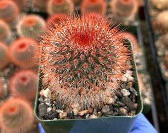 Mammillaria Spinosissima | Red-headed Irishman | Cactus 3" pot