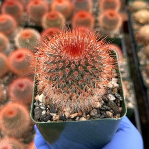 May include: A small, red and green cactus with white spines in a black plastic pot. The cactus is surrounded by other cacti in a similar pot.