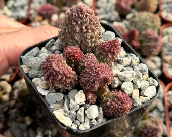 Adromischus Aarianiae Herri | Rare Succulent | Small Plant in 2" pot