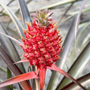 May include: A close-up of a vibrant red pineapple flower with a textured surface. The pineapple is surrounded by long, gray-green leaves. The flower has a green top and is in the center of the image.