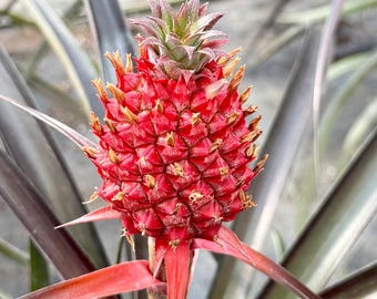 Hawaiian Red Pineapple Plant (bromeliad, Ananas Bracteatus) - Etsy