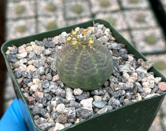 Euphorbia Obesa | Baseball Plant | Rare Succulent | Live Plant in 4" pot