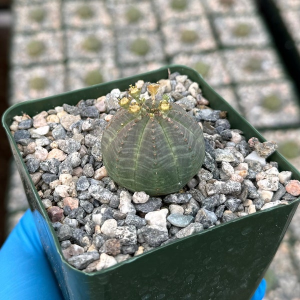 Euphorbia Obesa | Baseball Plant | Rare Succulent | Live Plant in 4" pot