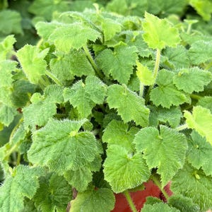 May include: A close-up of a potted plant with vibrant green, textured leaves. The leaves have a unique, fuzzy texture and are arranged in a dense, lush pattern. The plant is in a terracotta-colored pot, creating a natural aesthetic.