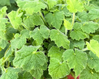 Piggyback Plant | Live Plant in 4" pot