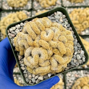 May include: A small cactus plant with a unique brain-like shape, growing in a green square pot filled with gray gravel. The cactus is light brown and white with a fuzzy texture.