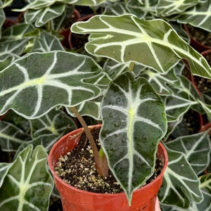 May include: Close-up of an Alocasia plant in a small orange pot. The plant has large, dark green leaves with prominent white veins. The leaves have a unique shape and texture, and the plant is surrounded by other similar plants.
