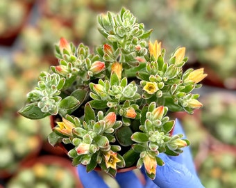 Echeveria Pulvinata 'Ruby Slippers' 4" Succulent | Live Plush Plant