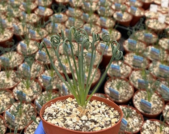 Albuca Spiralis 4" | Corkscrew Albuca | Frizzle Sizzle | Curly Grass | Rare Succulent Plant