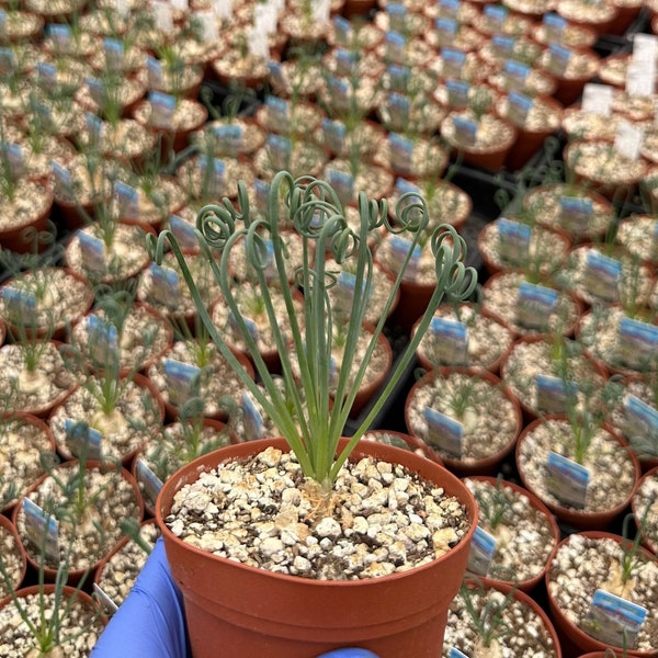 Albuca Spiralis 4" | Corkscrew Albuca | Frizzle Sizzle | Curly Grass | Rare Succulent Plant