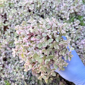 May include: A close-up of a small plant with green and white leaves. The plant is being held in a gloved hand.