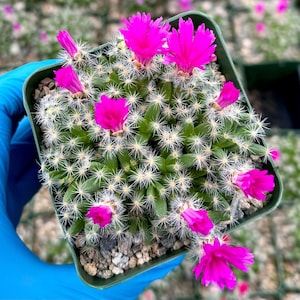 Desert Rose | Trichodiadema Densum | Flowering Plant in 4&quot; pot