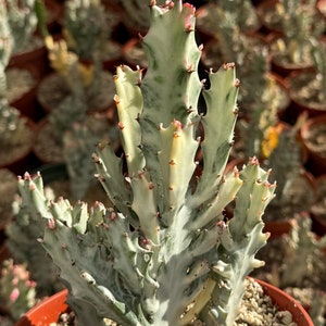 Ghost Cactus in 6&quot; pot | Variegated Euphorbia Lactea | Variegated Plant | Rare Succulent