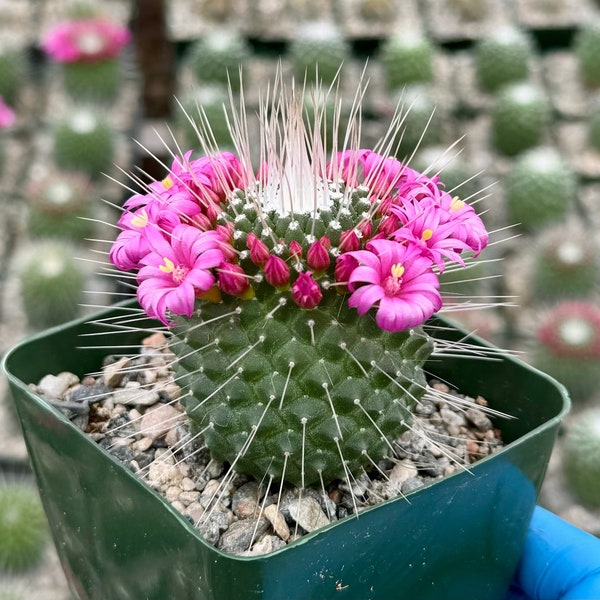 Un Pico | Mammillaria Spinosissima | Blooming Cactus in 4" pot