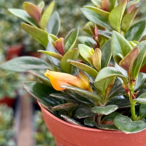 May include: A small potted plant with dark green leaves and a single orange flower. The plant is in a terracotta pot.