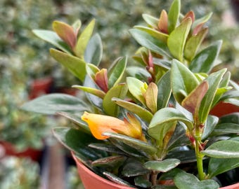 Goldfish Plant | Rare Houseplant | Live Plant in 4" pot