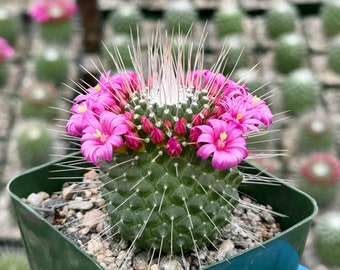Un Pico | Mammillaria Spinosissima | Blooming Cactus in 4" pot