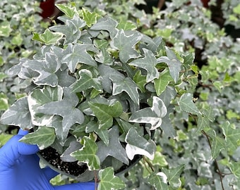 Glacier English Ivy | Climbing Houseplant | Trailing Plant | Ivy Plant