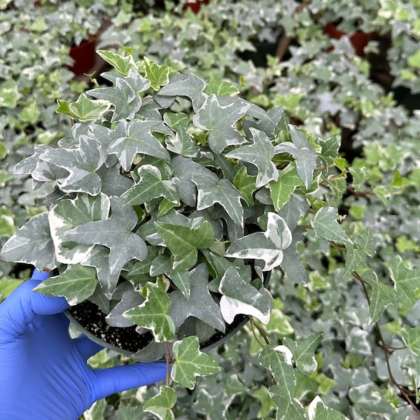 Glacier English Ivy | Climbing Houseplant | Trailing Plant | Ivy Plant