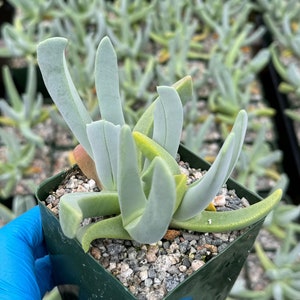 May include: A small succulent plant with long, thin, blue-green leaves growing in a green plastic pot. The plant is surrounded by small, gray rocks.
