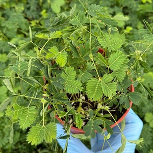 Sensitive Plant | Mimosa Pudica | Rare Plant | Tropical Plant | Live Plant in 4" pot