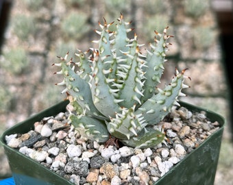 Aloe Erinacea | Rare Plant | Live Plant in 4" pot