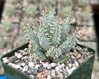 Aloe 'california' - California Aloe - 1 Gallon Plants - Etsy
