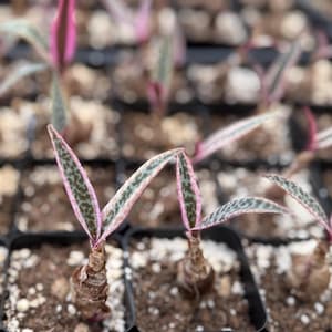 May include: Close-up of a group of small plants with pink and green leaves growing in black plastic pots. The plants are in a tray with a brown soil-like medium.