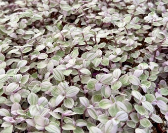 Pink Panther | Pink Houseplant | Pink Lady | Bolivian Jewel | Callisia Repens | Turtle Vine