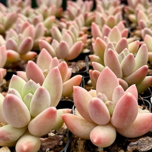 May include: A close-up view of a group of small, pink and green succulents in individual pots. The succulents have a unique, pointed leaf shape.