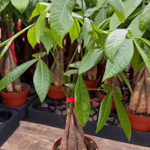 May include: A Money Tree plant in a terracotta pot. The plant has bright green, oval-shaped leaves and a braided trunk. The plant is tied with a red ribbon. Other Money Trees are visible in the background.