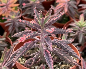Kalanchoe Pink Butterfly | Mother of Thousands | Pink Succulent | Live Plant in 2", 4" pot