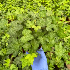 Green English Ivy | Climbing Houseplant | Trailing Plant | Ivy Plant