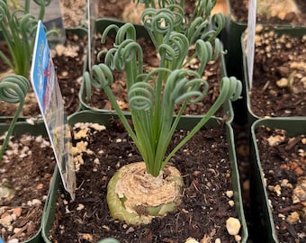 Albuca Spiralis 4", 6" pot | Corkscrew Albuca | Frizzle Sizzle | Curly Grass | Rare Succulent Plant