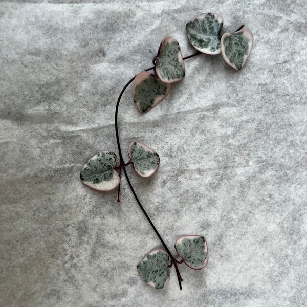 Variegated String of Hearts Cutting